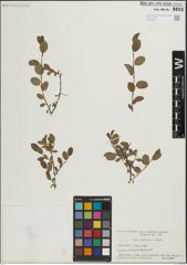 Foto von Salix herbacea L. x Salix repens L.